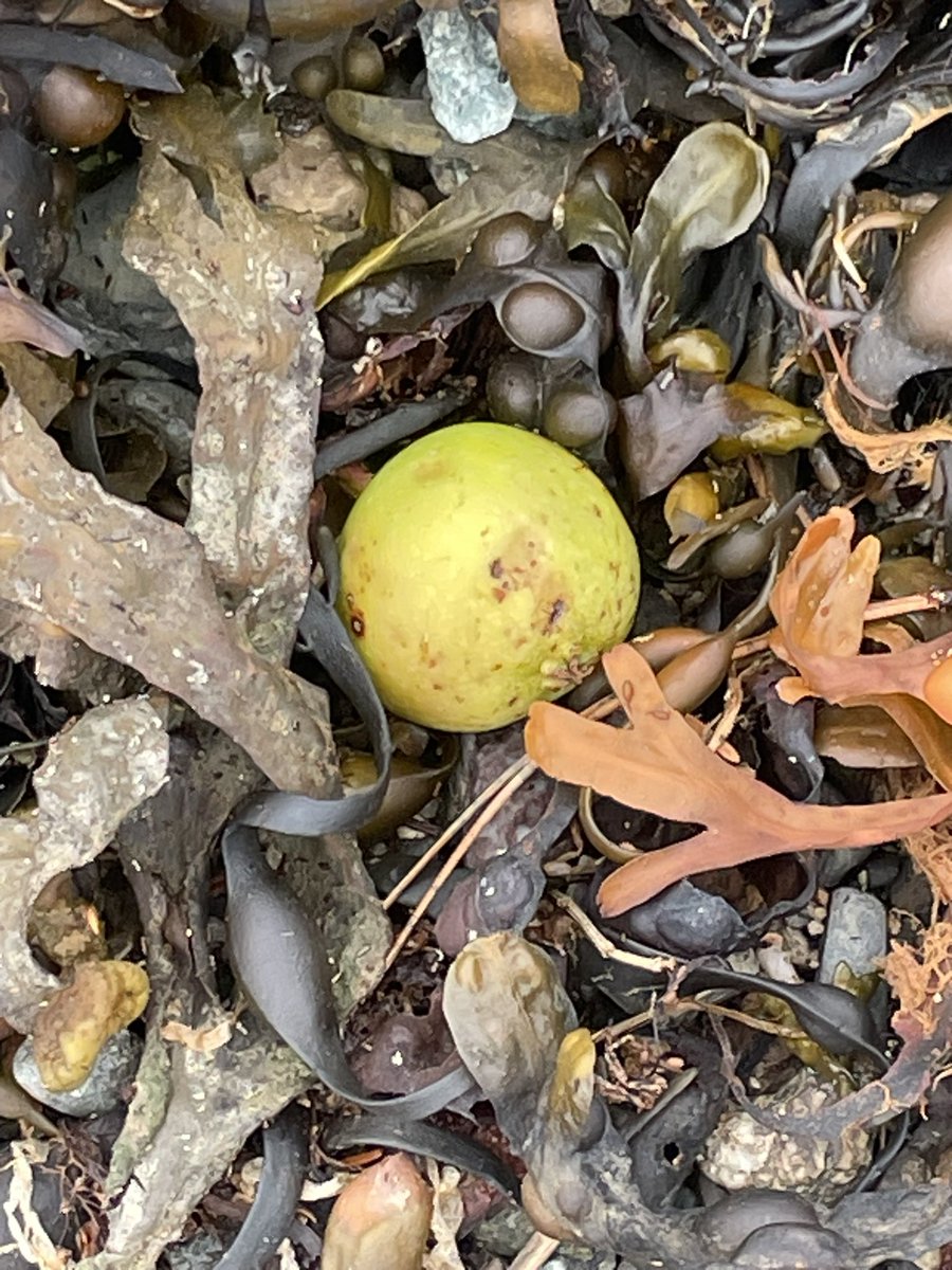 Crab apples are appearing on the beaches early this year