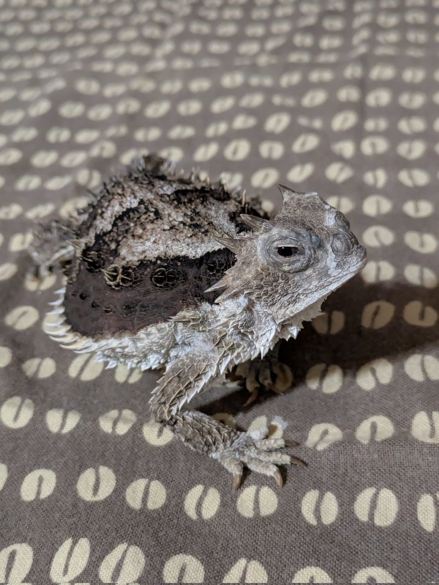 Gooserdragon2's tweet image. #コリーマオオツノトカゲ
#Gianthornedlizard