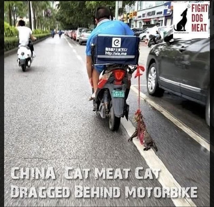 Joseph3Sengendo's tweet image. Why do you insist on making business with these Chinese yet they don't respect the life of innocent animals? Please say no for Chinese made products until they will learn to respect the life of animals