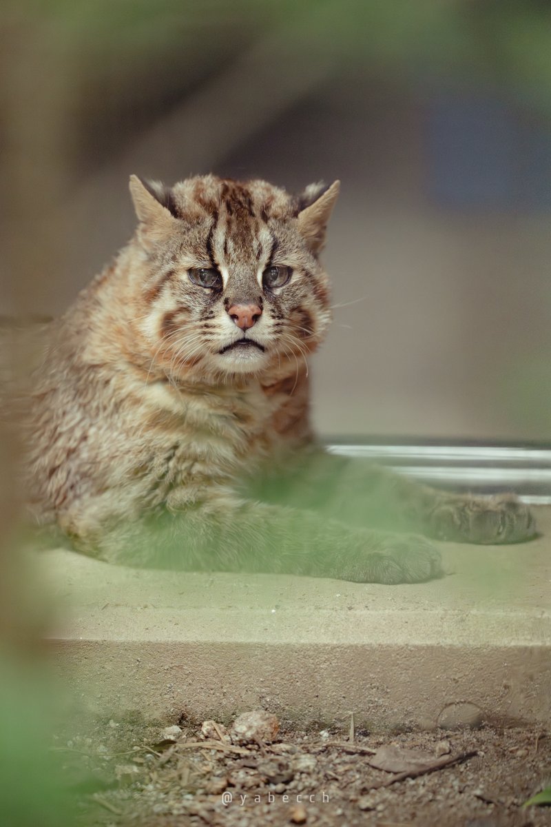 yabecch's tweet image. スフィンクスおじいにゃん。
(2025.07.19)
京都市動物園
キイチ