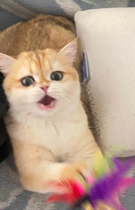 SoyOlaaaa's tweet image. Boziu, też tak tesknicie na wakacjach za zwierzakami?
Czuje fizyczny wręcz ból 😭😂❤️🩹