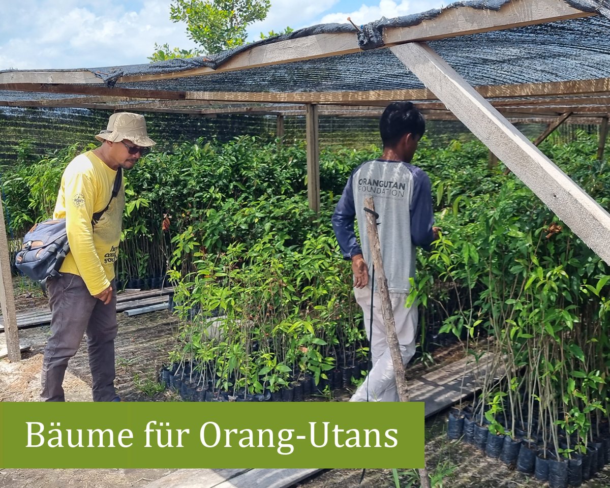 OrangUtansInNot's tweet image. #OrangUtans benötigen sichere Waldgebiete. Daher unterstützen wir das Aufforstungsprojekt unseres Partners Orangutan Foundation im Lamandau Wildlife Reserve auf #Borneo. Auch in diesem Jahr haben wir bereits 10.000€ zur Verfügung gestellt.
Unterstützung: shorturl.at/2JU7L