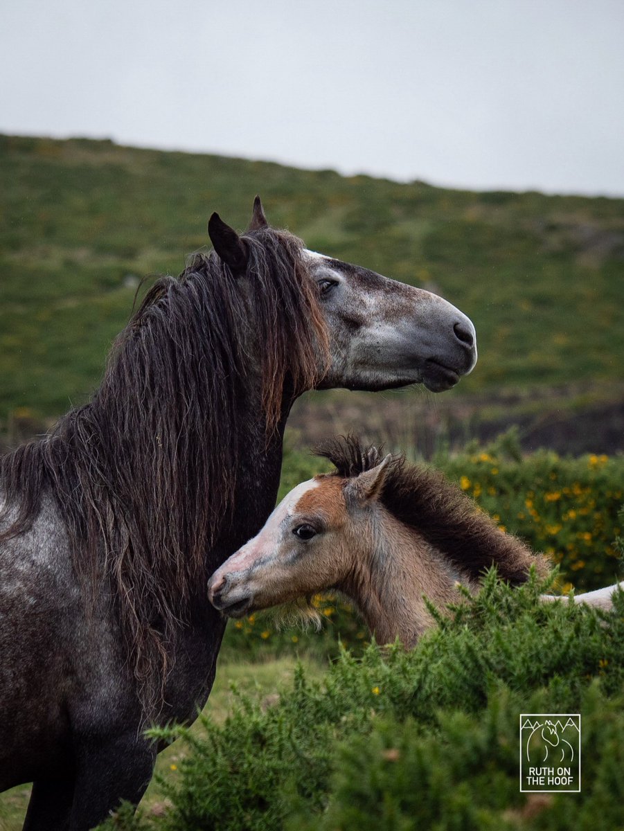 Arnie the Carneddau stallion bonding with a foal. Stallions are incredibly social and it’s great to see them interacting with the younger generation. Stallions are so important to herd structure &amp; the Carneddau is one of the best places to see it in action (in the UK) #carneddau