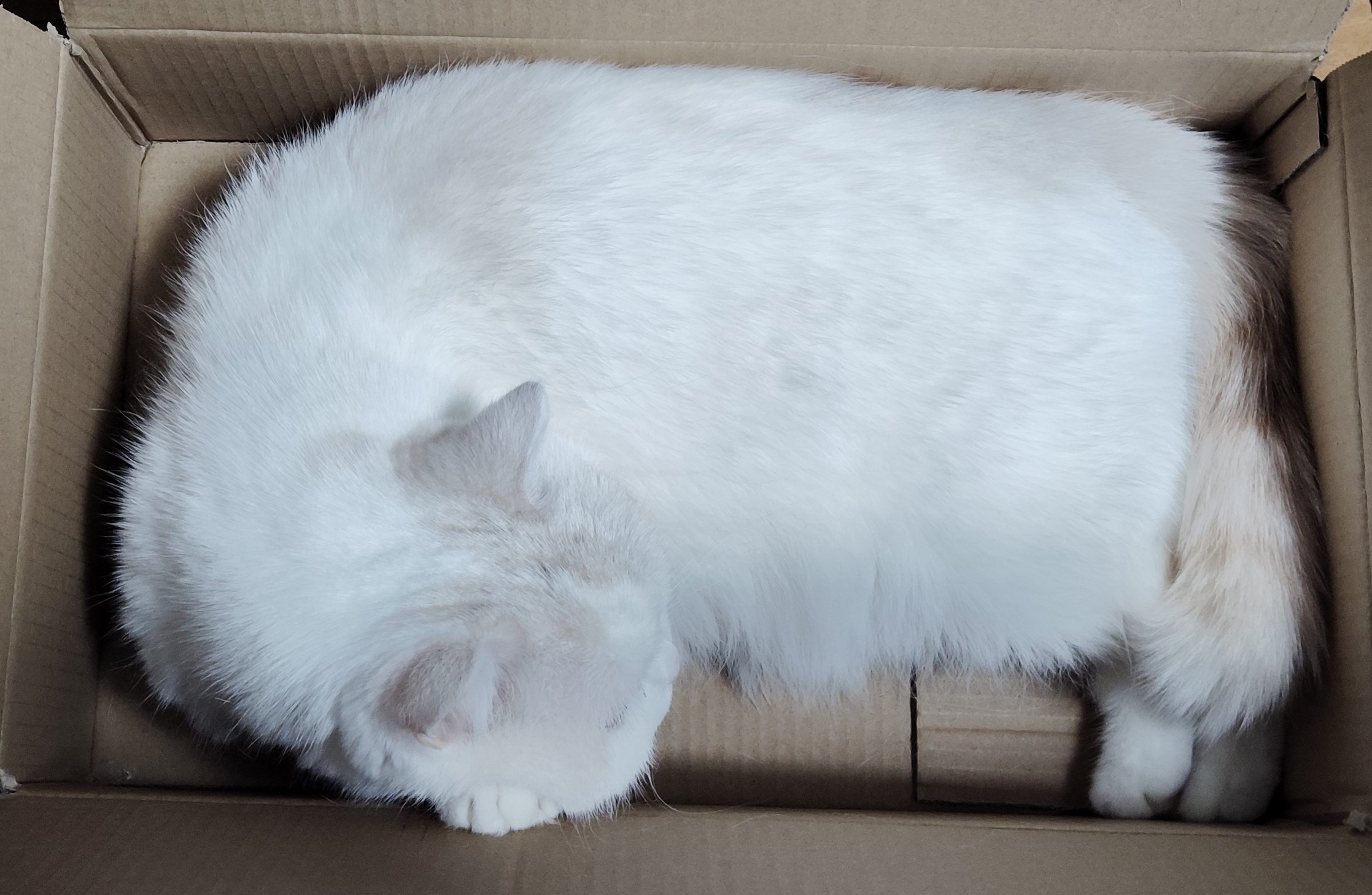 福ちゃん 福ちゃん (@fukuchanwhite) / X