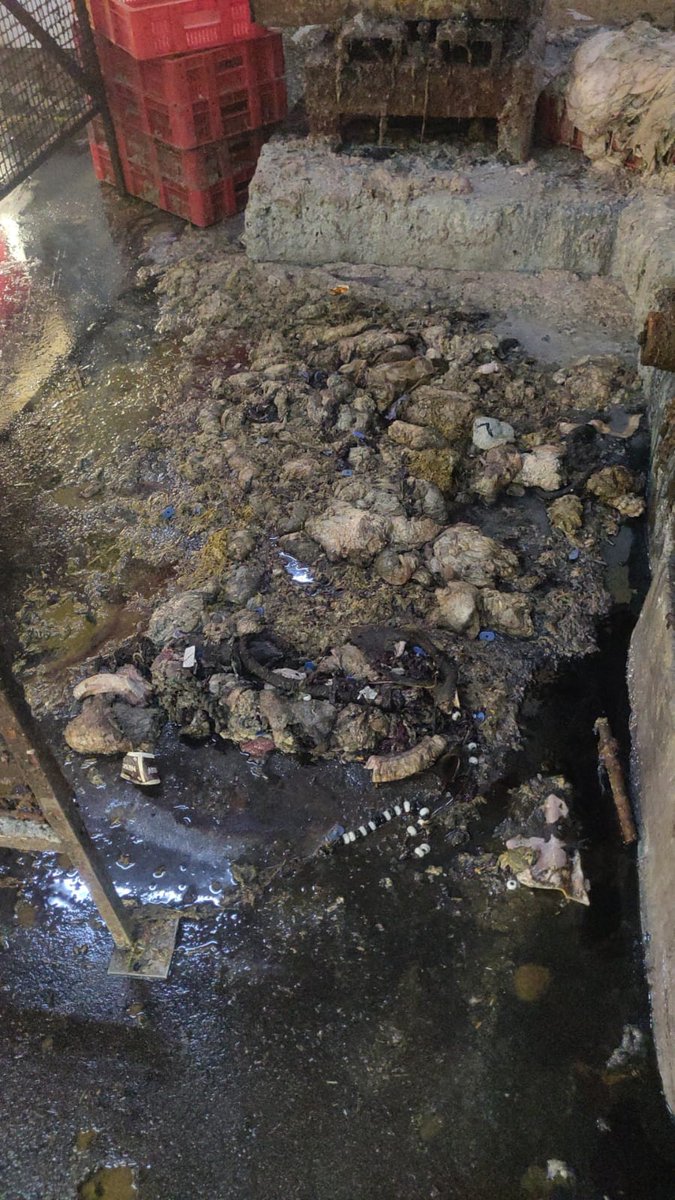 #SayNoToSlaughterhousesInMewat
नूंह, जो देश के सबसे पिछड़े जिलों में से एक है, वहाँ स्कूल और कॉलेज बनने चाहिए, ना कि स्लॉटरहाउस। तालीम में निवेश ही आगे बढ़ने का असल रास्ता है। एक ऐसे इलाके को नजरअंदाज़ करना बंद कीजिए जो पहले से ही जहालत और बेरुख़ी से जूझ रहा है।
#Mewat  #NUHCM