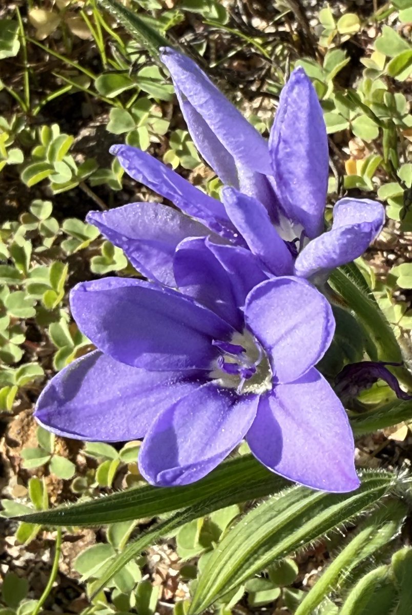 JudeStevens's tweet image. Spotted this babiana on my walk for #TuesdayBlue🪻🙌. A lucky find because there’re not many of these left in the wild. #wildflowers #nature