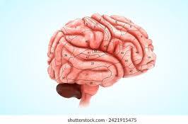ZinClaudio's tweet photo. Hoy es EL DIA MUNDIAL DEL CEREBRO felicitaciones para los q tengan UNO https://t.co/yQ2S5ikkdV