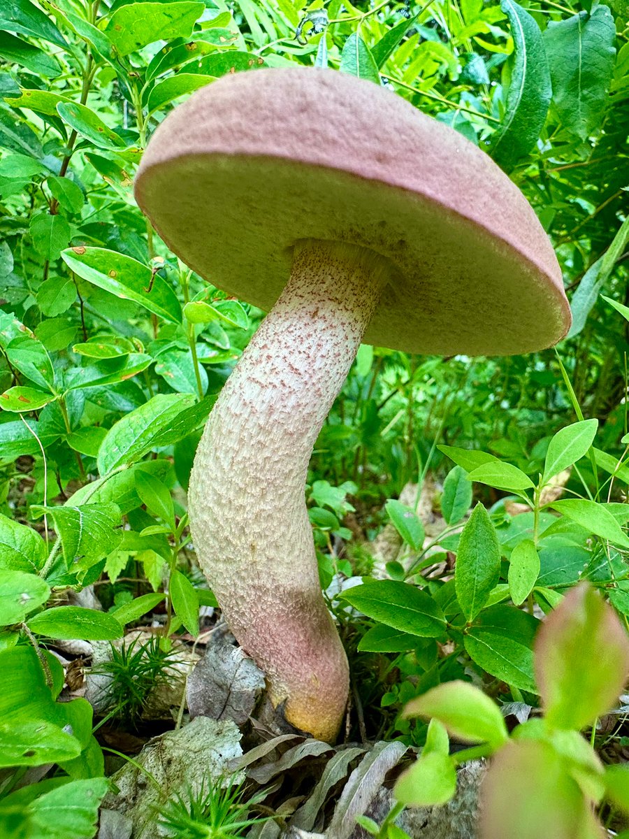 ikar0sc's tweet image. There&apos;s a slight twist

#ThickTrunkTuesday
#MushroomOfTheDay
