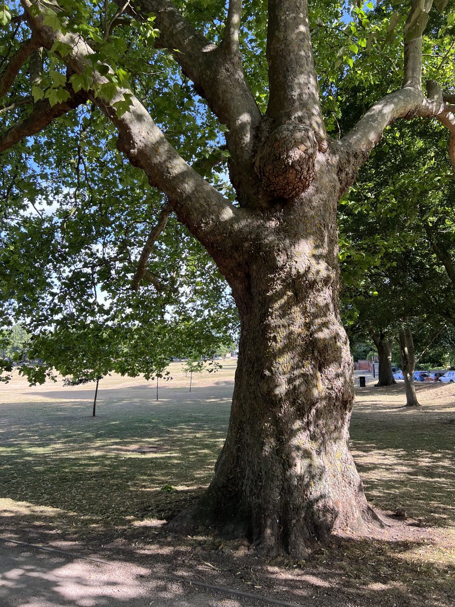 #ThickTrunkTuesday - guarding the common, Saffron Walden