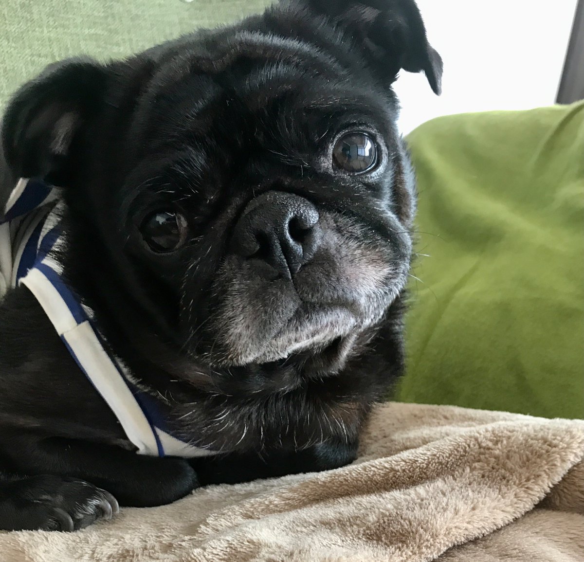 1 おしり出すからおやつを下さい❗️🍑🐕‍🦺🐾

２転がるのでおやつ下さい‼️

3 私はCOOLですが何か❓