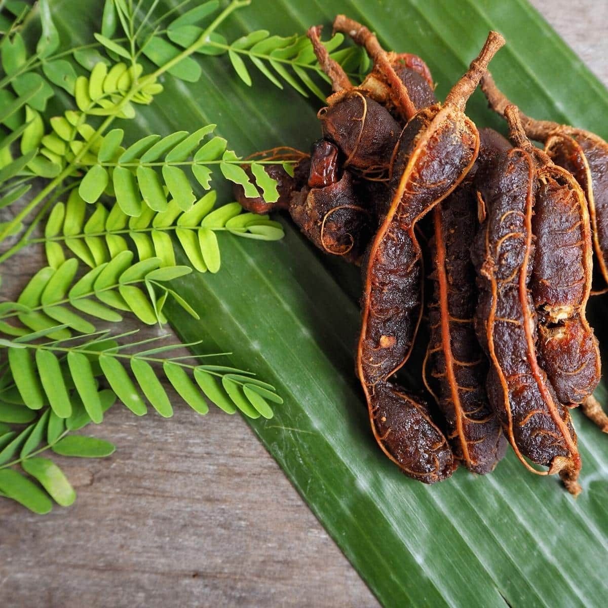aestheticprimal's tweet image. is Tamarind the highest ROI fruit to consume?
- clears bowels
- reduces learned helplessness (Cholinesterase📈)
- removes Fluoride
- helps your body retain minerals
- aphrodisiac