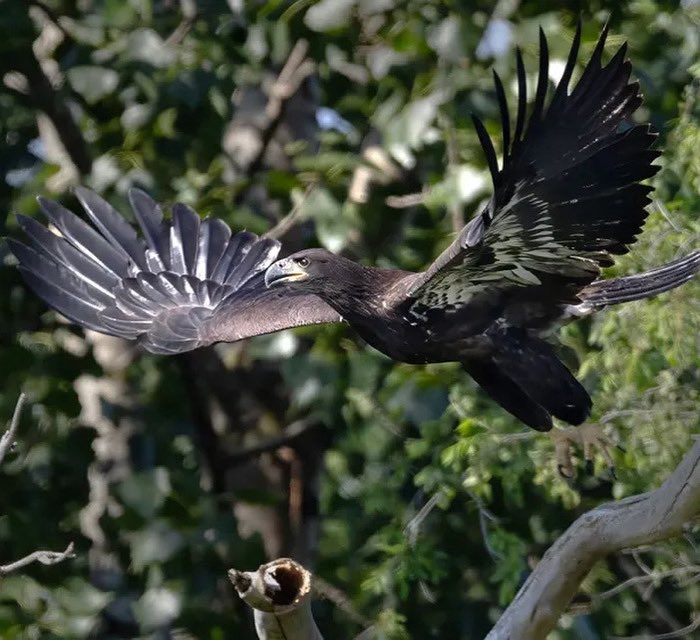 sean kirst (@seankirst) on Twitter photo For months, Mike Greenlar - a legendary CNY photographer - joined group of peers following two Onondaga Lake eagle hatchlings in nest, sibling lost in storm. For my <a href="/Central_Current/">Central Current</a> column, Mike captured this triumphant early flight by young eagle, almost ready to be on its own: For months, Mike Greenlar - a legendary CNY photographer - joined group of peers following two Onondaga Lake eagle hatchlings in nest, sibling lost in storm. For my <a href="/Central_Current/">Central Current</a> column, Mike captured this triumphant early flight by young eagle, almost ready to be on its own: