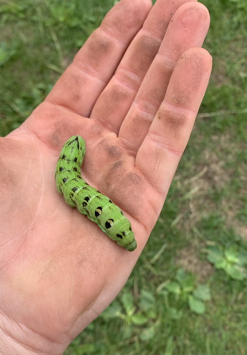 Everyone look at this massive caterpillar I’ve just found