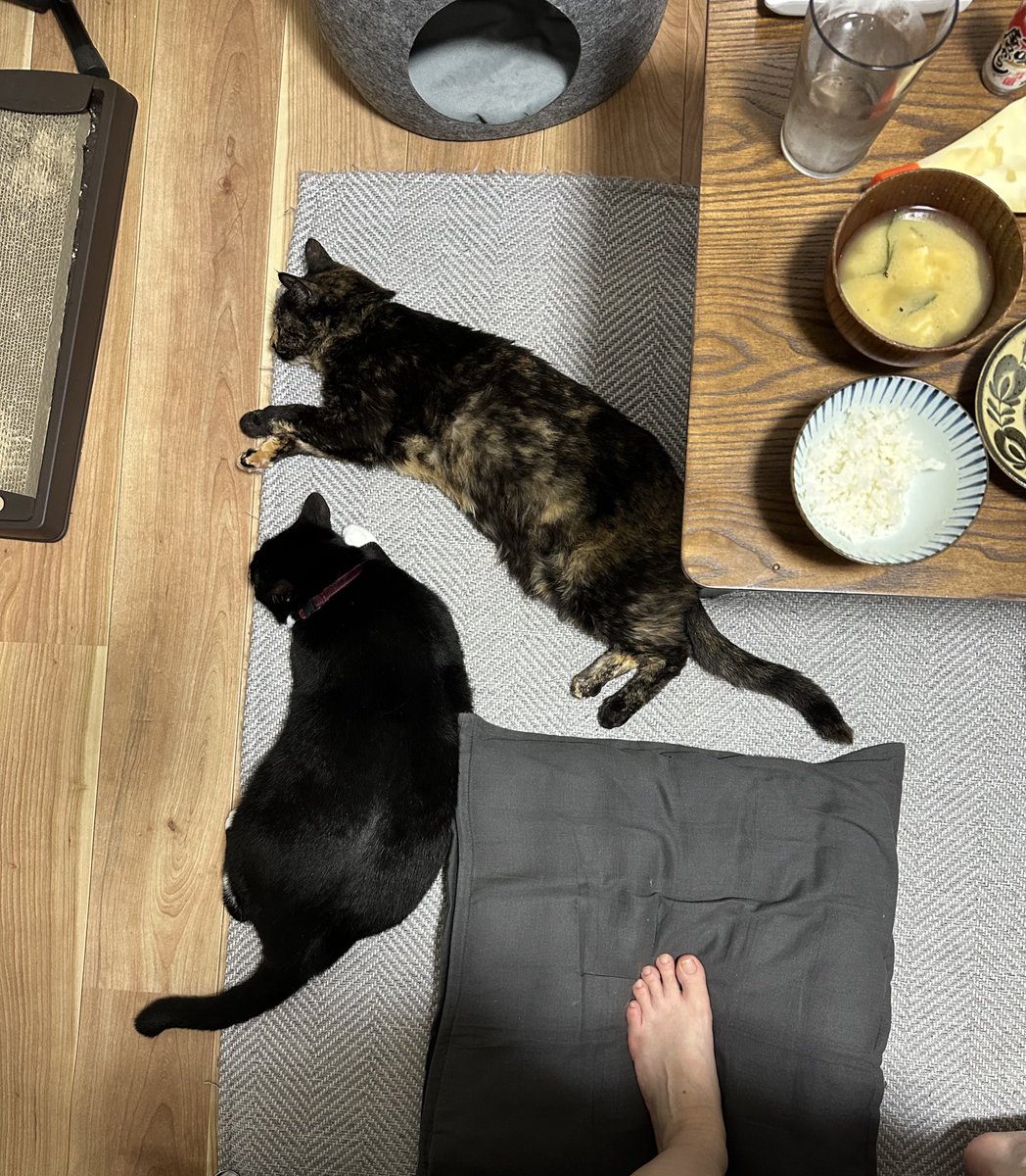 kjmue's tweet image. 人間かご飯たべるときのフォーメーション