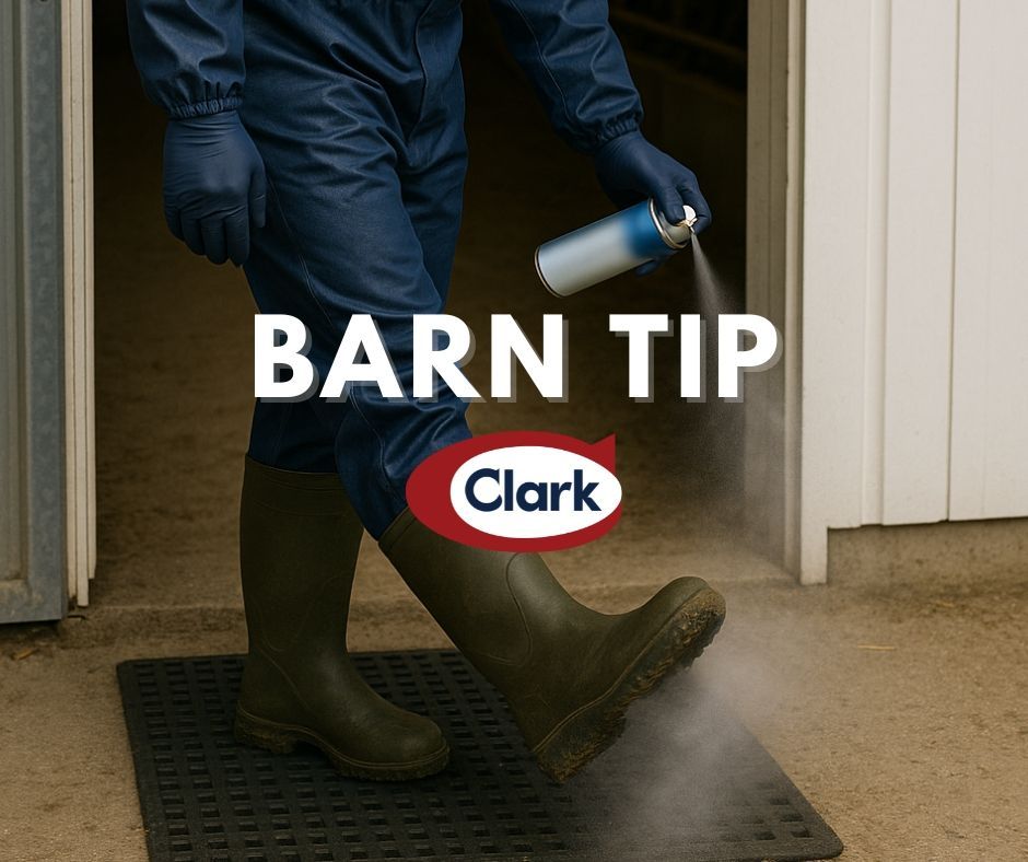 Clark Ag Systems (@clarkagsystems) on Twitter photo Biosecurity Tip: Small actions = big results. 🦠✅
Clean gear, minimal visitors & proper sanitation protect your flock.
#Poultry #Biosecurity #FarmTip #ClarkAgSystems Biosecurity Tip: Small actions = big results. 🦠✅
Clean gear, minimal visitors & proper sanitation protect your flock.
#Poultry #Biosecurity #FarmTip #ClarkAgSystems