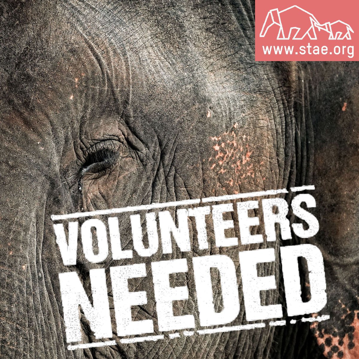 stae_elephants's tweet image. Award-winning organisation STAE, behind major animal law reforms, fights the cruel abuse of Asian elephants in tourism. We're seeking volunteers for research, IT, and media outreach.
Join us to make a real impact! Send your resume to savetheasianelephants@stae.org. 🐘