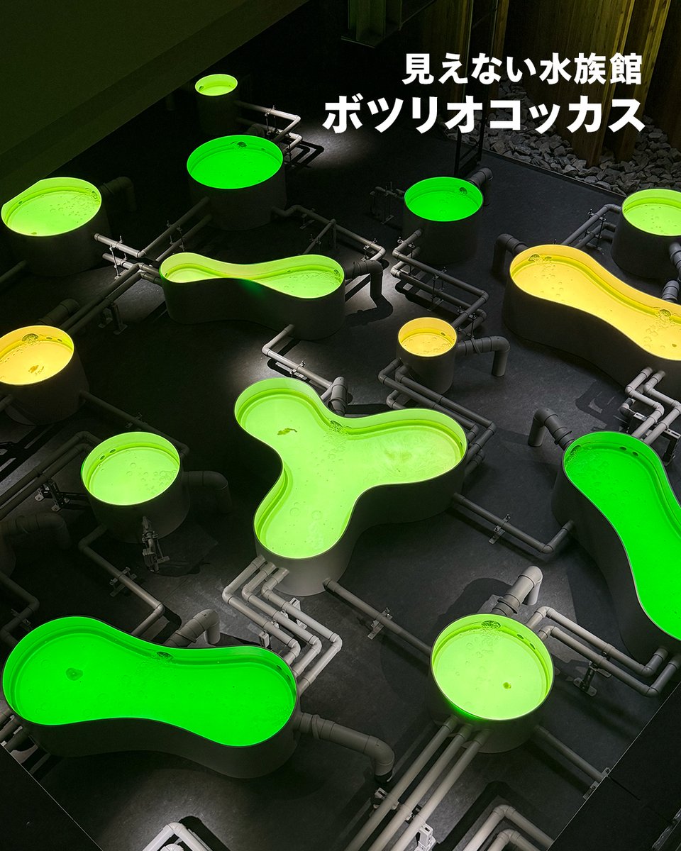 japanpavilion_j's tweet image. /
#日本館 ファームエリアの裏側を初公開🎉
\
日本館では、水・光・CO₂を使って光合成をし、油やたんぱく質等を作ることができる藻類をフォトバイオリアクターや見えない水族館として展示しています💡…