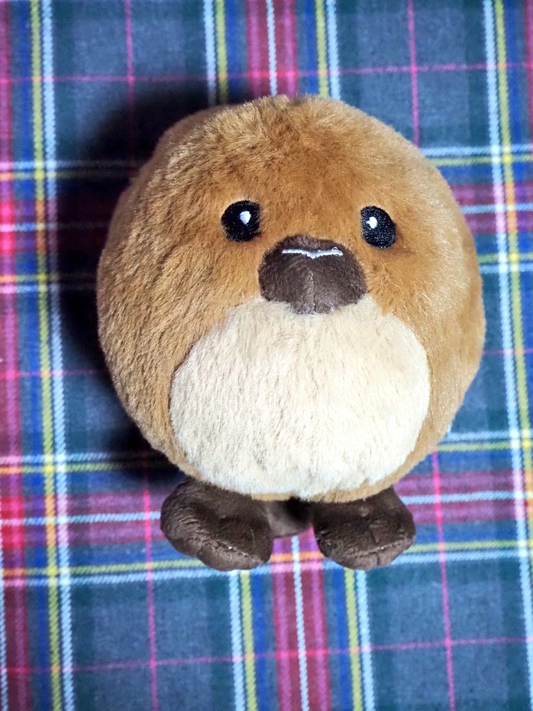 azzurro_azzurro's tweet image. What a surprise today, A Hagglet came to our house all the way from Scotland🏴✈️🇯🇵 Thank you @haggisanimal
#Hedgewatch
@Hedgewatchers @AlanSla90124663 @TheVicarageCat @MunchPudding @starbuckssue @Prinzi82548537 @BagginsSuperCat @MillieMall