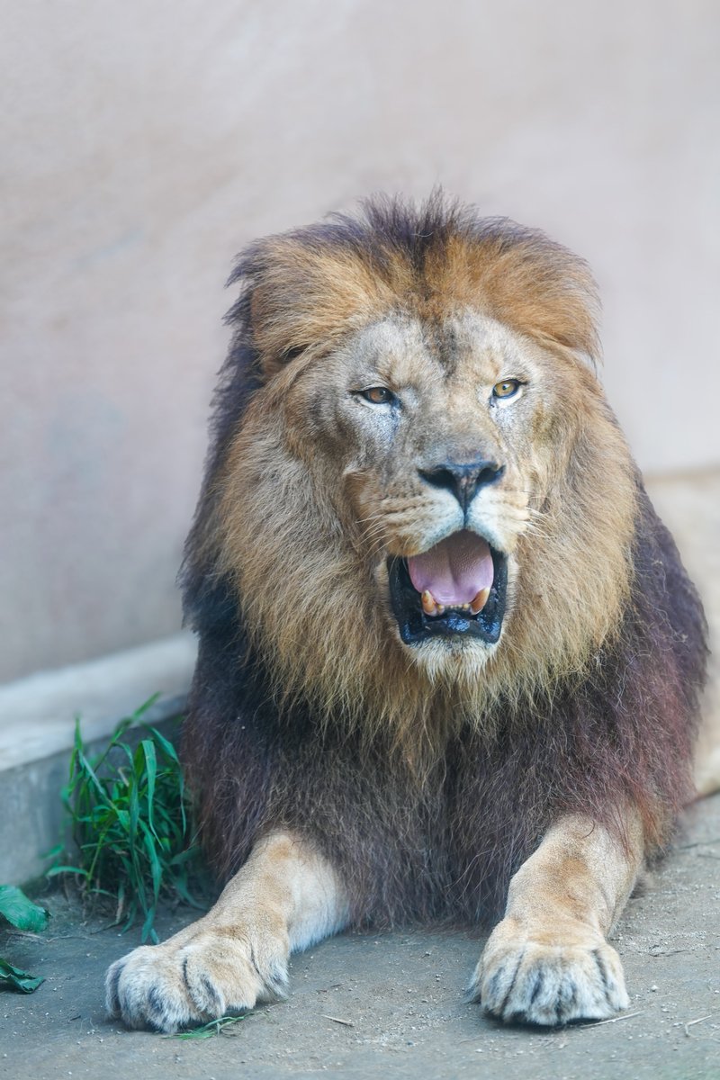 fmhdicmr's tweet image. それぞれバテて寝てたはずが…起きてきてくれました🦁

#かみね動物園
#ライオン
#きぼう
#オー