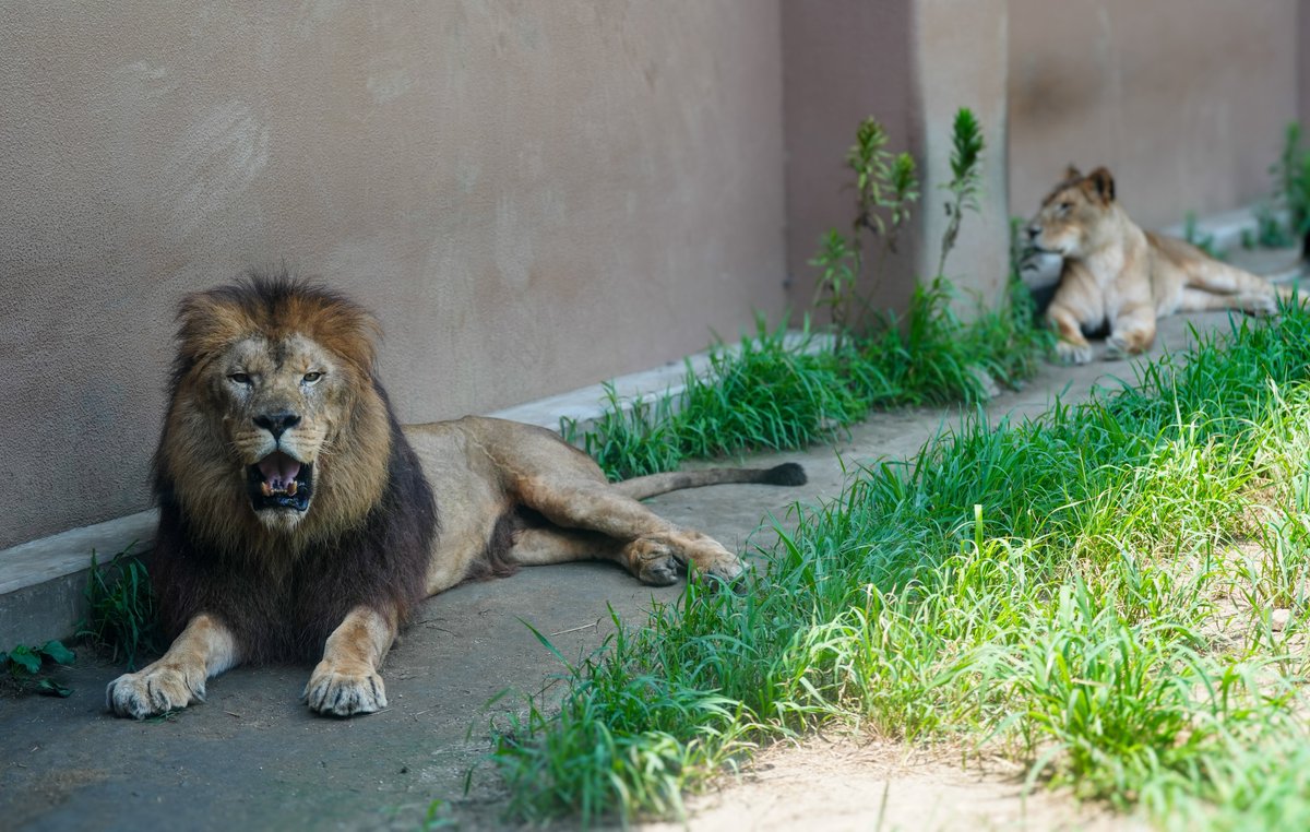 fmhdicmr's tweet image. それぞれバテて寝てたはずが…起きてきてくれました🦁

#かみね動物園
#ライオン
#きぼう
#オー