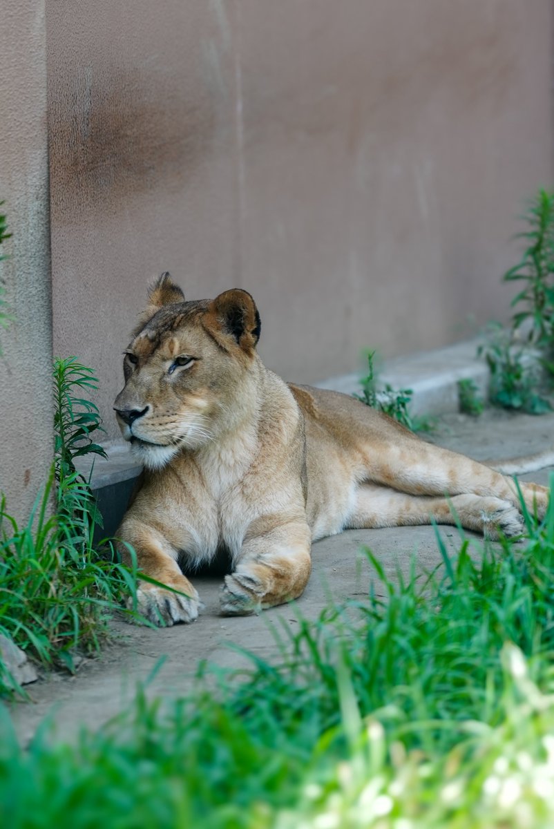fmhdicmr's tweet image. それぞれバテて寝てたはずが…起きてきてくれました🦁

#かみね動物園
#ライオン
#きぼう
#オー