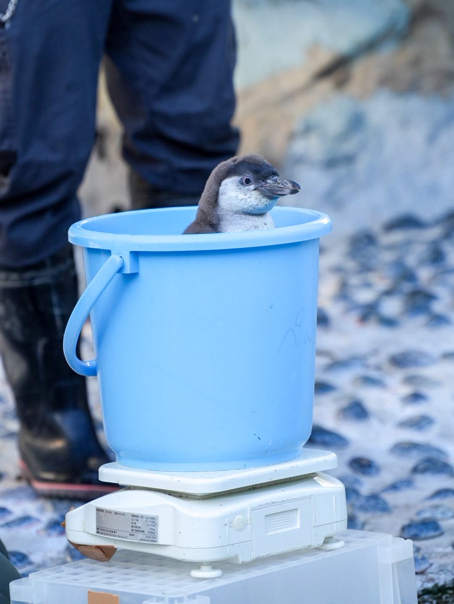 haru3131sui's tweet image. バケツに入ったペンギンからしか得られない栄養がある🪣

#羽村市動物公園
#ヒノトントンZOO