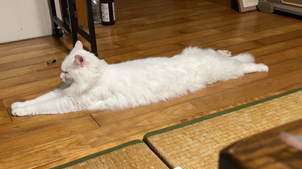 nyancyu71's tweet image. セーフ！