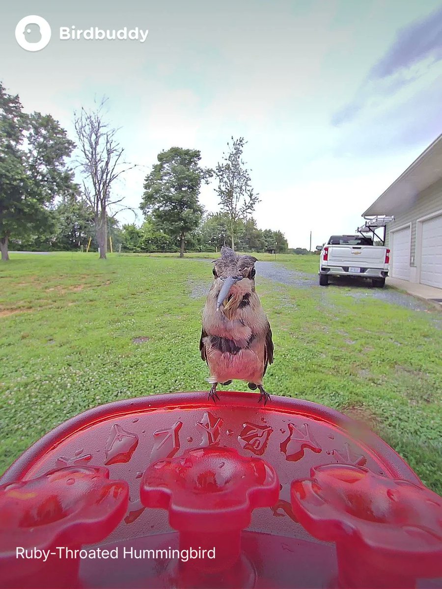 You probably didn't know that this is what a hummingbird caught in the rain looks like