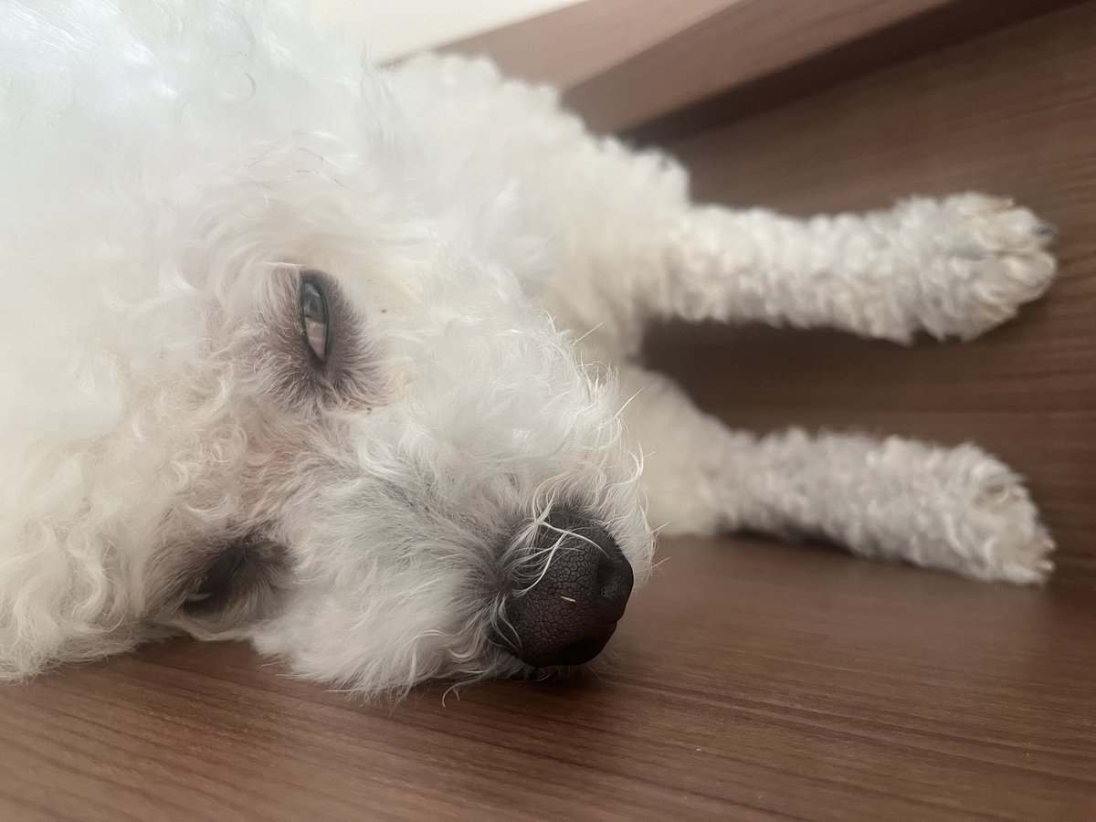 眠すぎ大白目犬