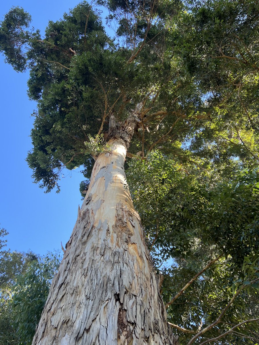 JudeStevens's tweet image. Looking up for 🎶ThickTrunkTuesday🎶 at one of the many visitors to these shores planted long ago. Happy trunking everyone 🪵🌿🪵
