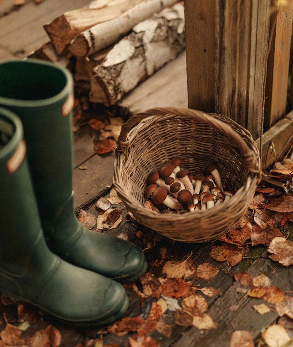 NostAcademia's tweet image. Isn’t autumn just nature’s way of showing us how to let go? 🍂
