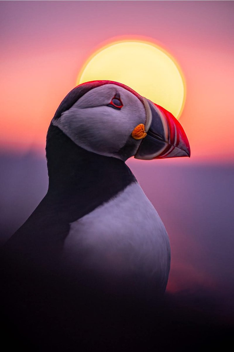 DWPippy's tweet image. Good morning!
A Puffin from Iceland photographed by Christian Binder.