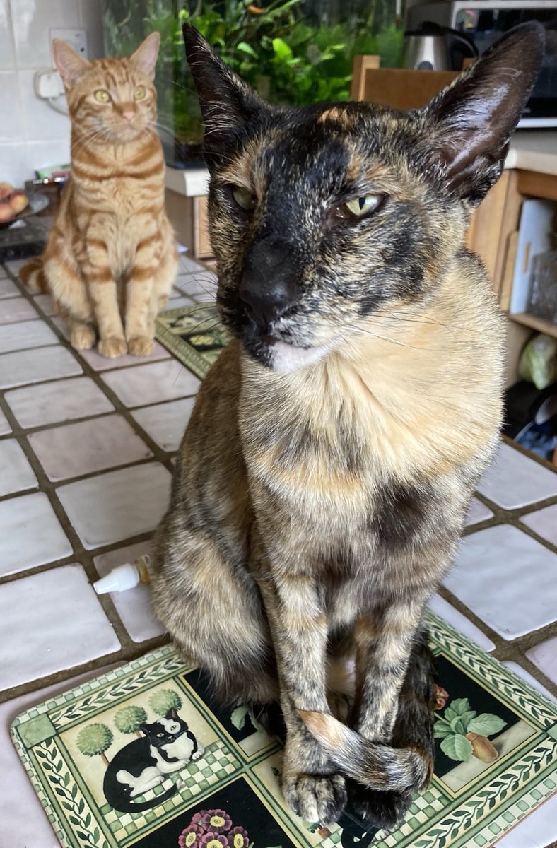 davidsupercat's tweet image. I can’t help thinking that they’re planning something…….