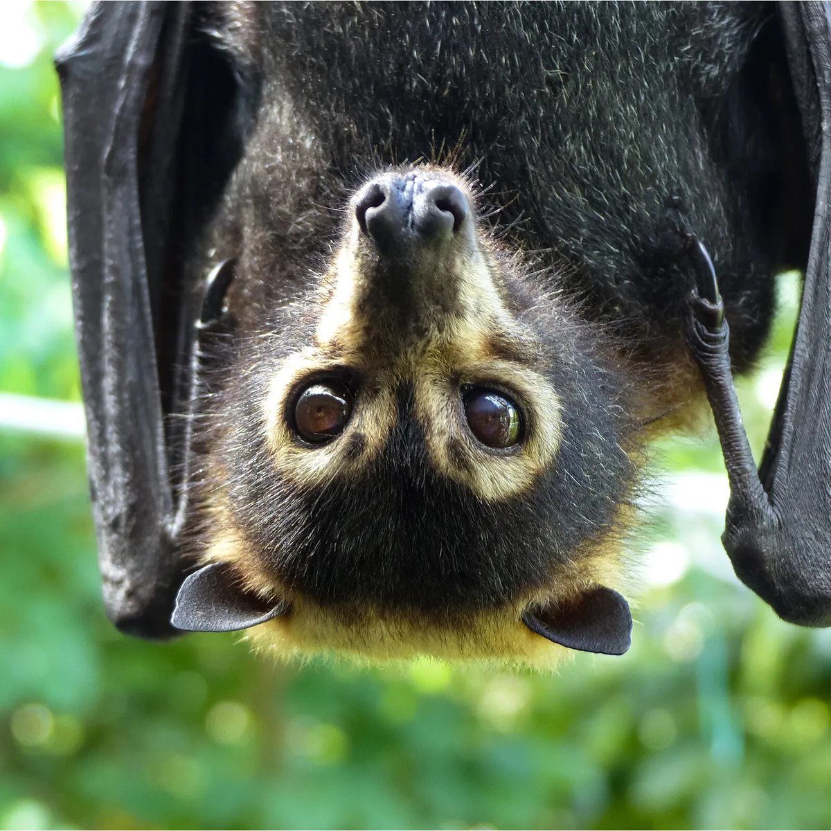 One species set to benefit from our reforestation work in Australia is the endangered Spectacled Flying-fox.

These fruit-eating bats are found only in the wet tropics, and many of the trees being planted by the local team serve as important food sources for them.

The team