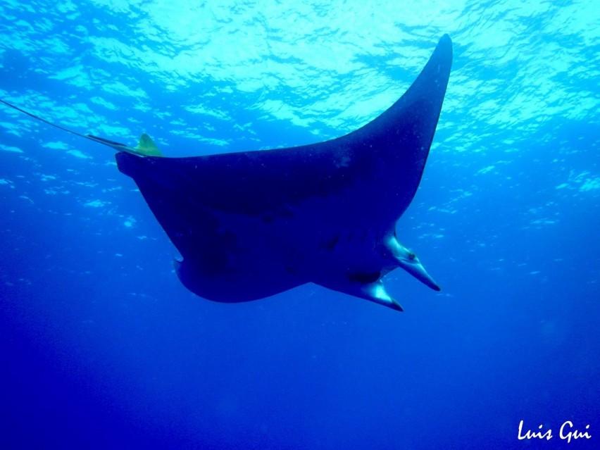 "Banco Princesa Alice" in Azores; observing the magnificent Manta rays and pelagic fish such as Jacks and Amberjacks. Its already an unforgettable experience!
Remember: We worry, You dive!
portugaldive.com/best-dives/spo…
#portugaldive #divinginportugal
<a href="/BuceaEnCepe/">Puerto Escondido Dive Center</a> <a href="/WeDiveitalia/">We Dive</a> <a href="/diveSSI/">diveSSI</a>