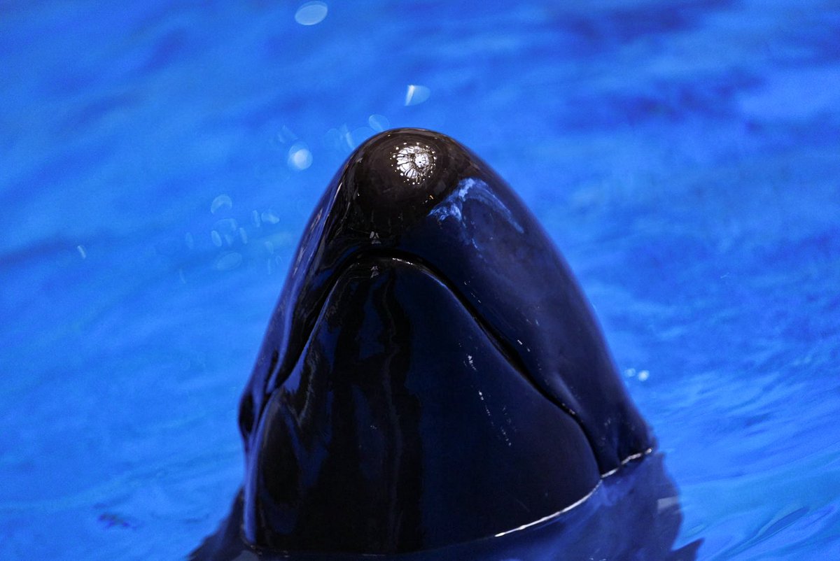 suna2391's tweet image. この！！！ﾌﾝｯてした！！！くち！！！かわいい！！！！！大好き！！！！！！