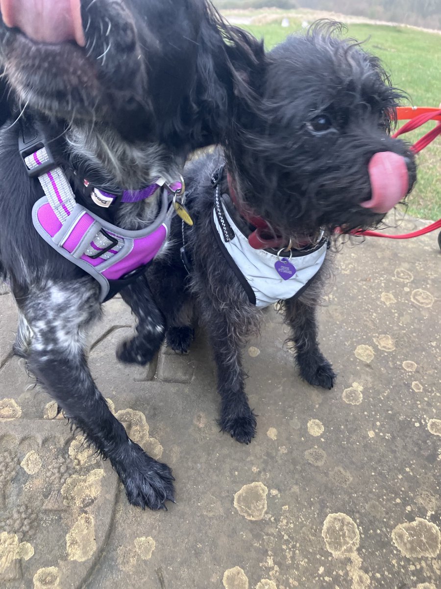 PiperSprocks's tweet image. Iz #tongueouttuesday and is Speshul day for me cos Iz FOUR MUNTHS since I got to CountryHowse
This pic is a bit of me and a lot of WinnieSis 🌈 wiv TonguesOut and is Happysad pikchur. Aroo!