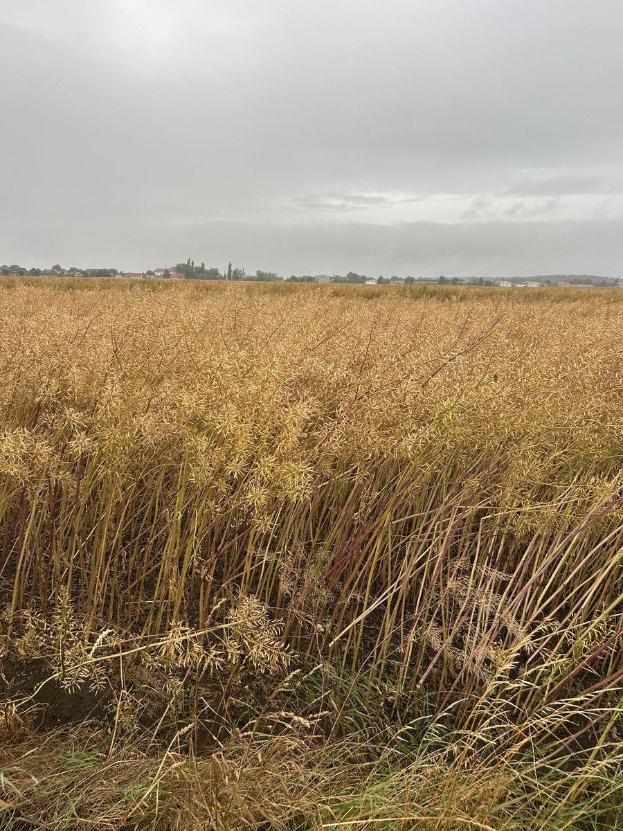 peteraposjme's tweet image. Hořčice bílá. Brzy bude sklizeň. Letos se podařilo porosty ochránit před škůdci. Minulý rok, to byla katastrofa.