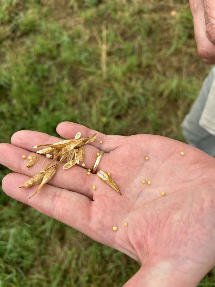 peteraposjme's tweet image. Hořčice bílá. Brzy bude sklizeň. Letos se podařilo porosty ochránit před škůdci. Minulý rok, to byla katastrofa.