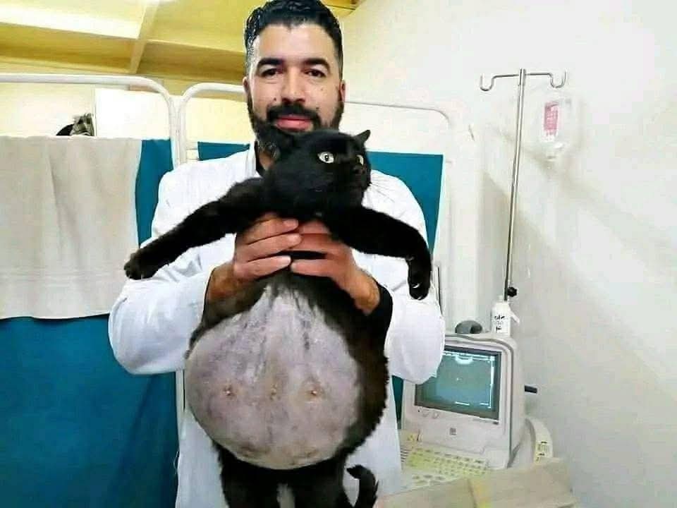 scorpionthedes1's tweet image. 🔴 الطبيب البيطري حسان حجيرة من قسنطينة أنقذ قطة مشردة عانت سنة كاملة من كيس مائي نادر
استأصل منها 200 كيس بحجم 5 لتر في حالة تعد  الأولى عالميا
القطة تعافت وبدأت تأكل وتشرب براحة ❤️
✔️شكرا للبيطري حسان حجيرة🇩🇿