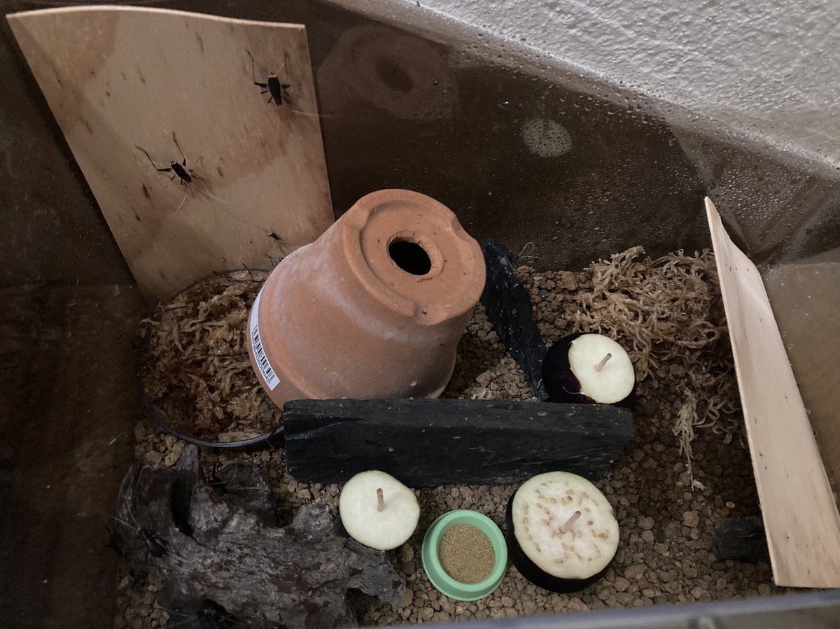 伊丹 琢家@PROPEL tweet media