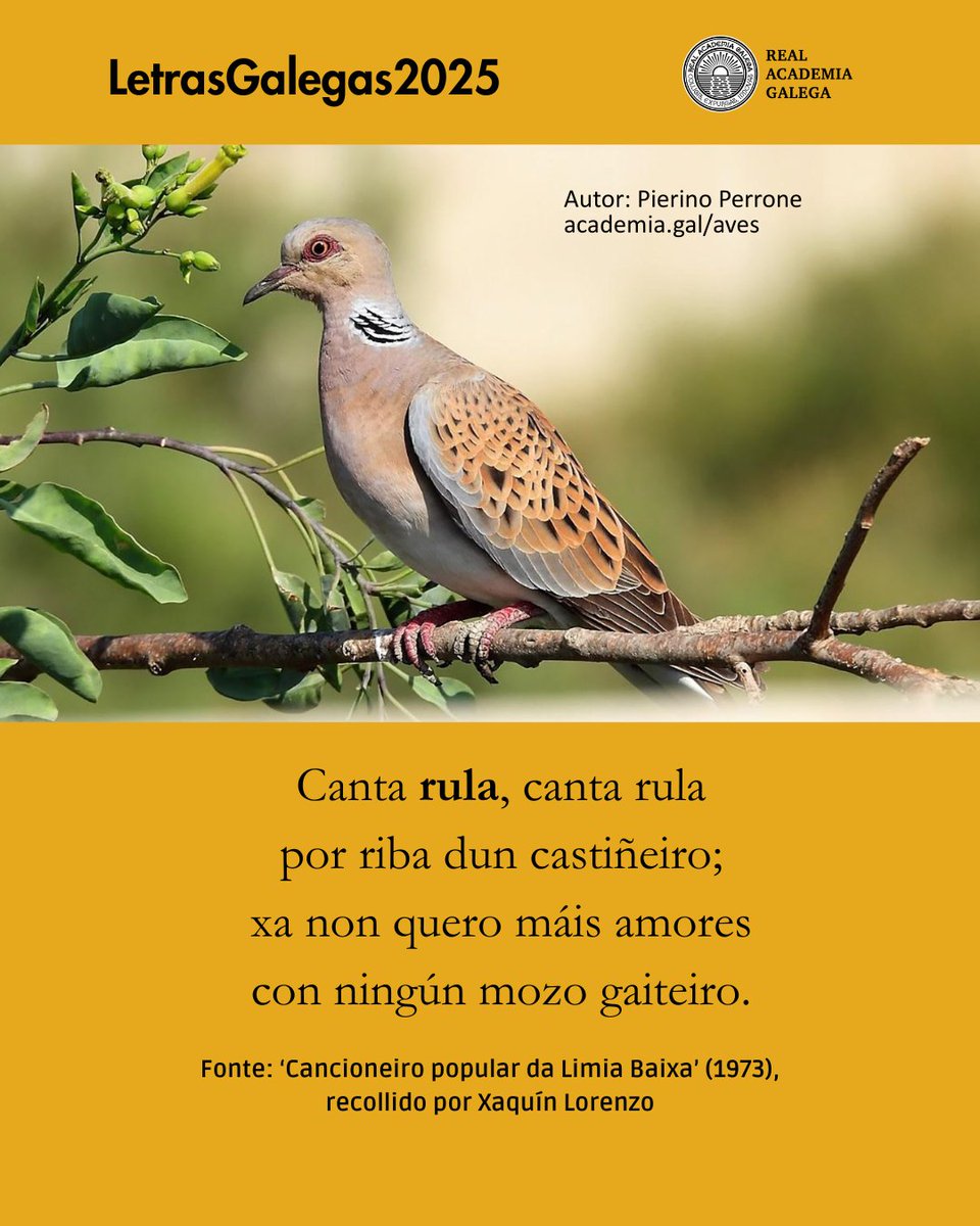 Canta rula, canta rula
por riba dun castiñeiro;
xa non quero máis amores
con ningún mozo gaiteiro.

Fonte: 'Cancioneiro popular da Limia Baixa' (1973), recollido por Xaquín Lorenzo

#cantareiras #LetrasGalegas2025