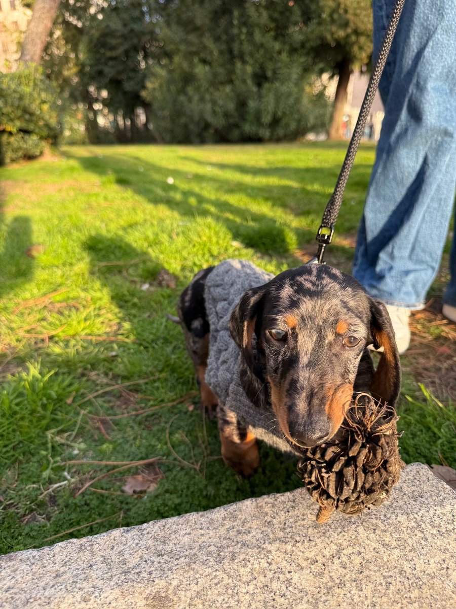 SmashHenares's tweet photo. NO OLVIDEN VOTAR POR SAMBA!!!
COMO DECIRLE QUE NO A ESTA CARITA??? 🔥🐕 https://t.co/IBXWFsUIE5