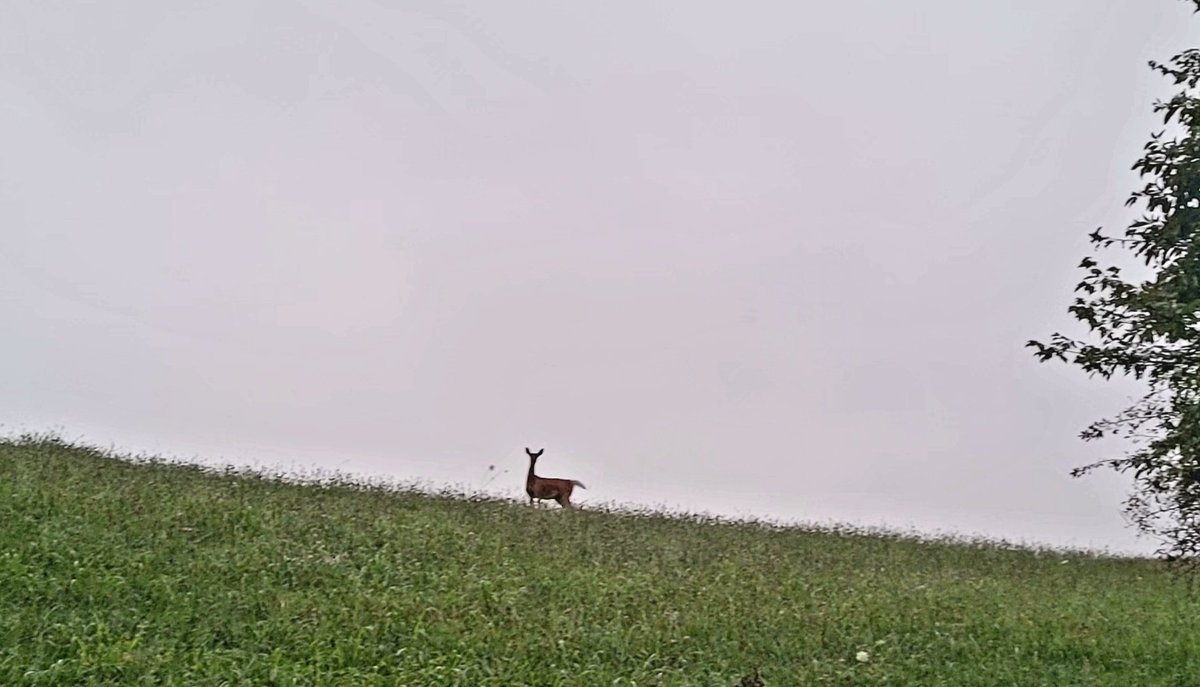 longhunter09's tweet image. Good morning from the foggy foothills of the Misty Mountains