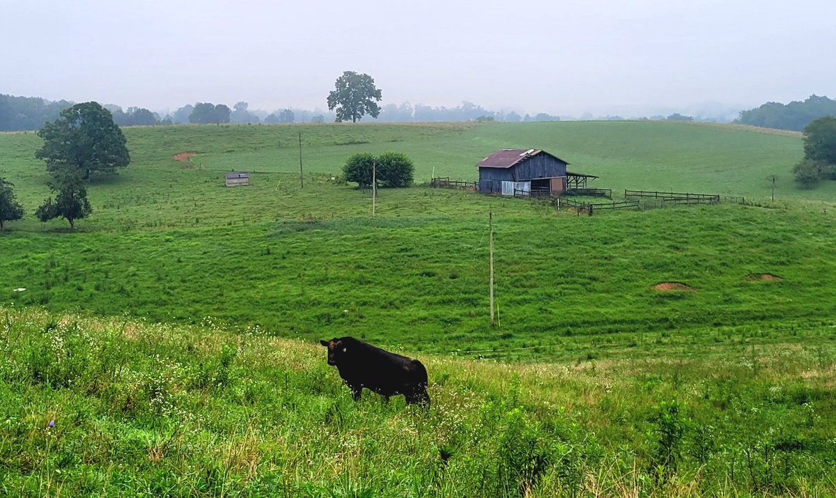 longhunter09's tweet image. Good morning from the foggy foothills of the Misty Mountains