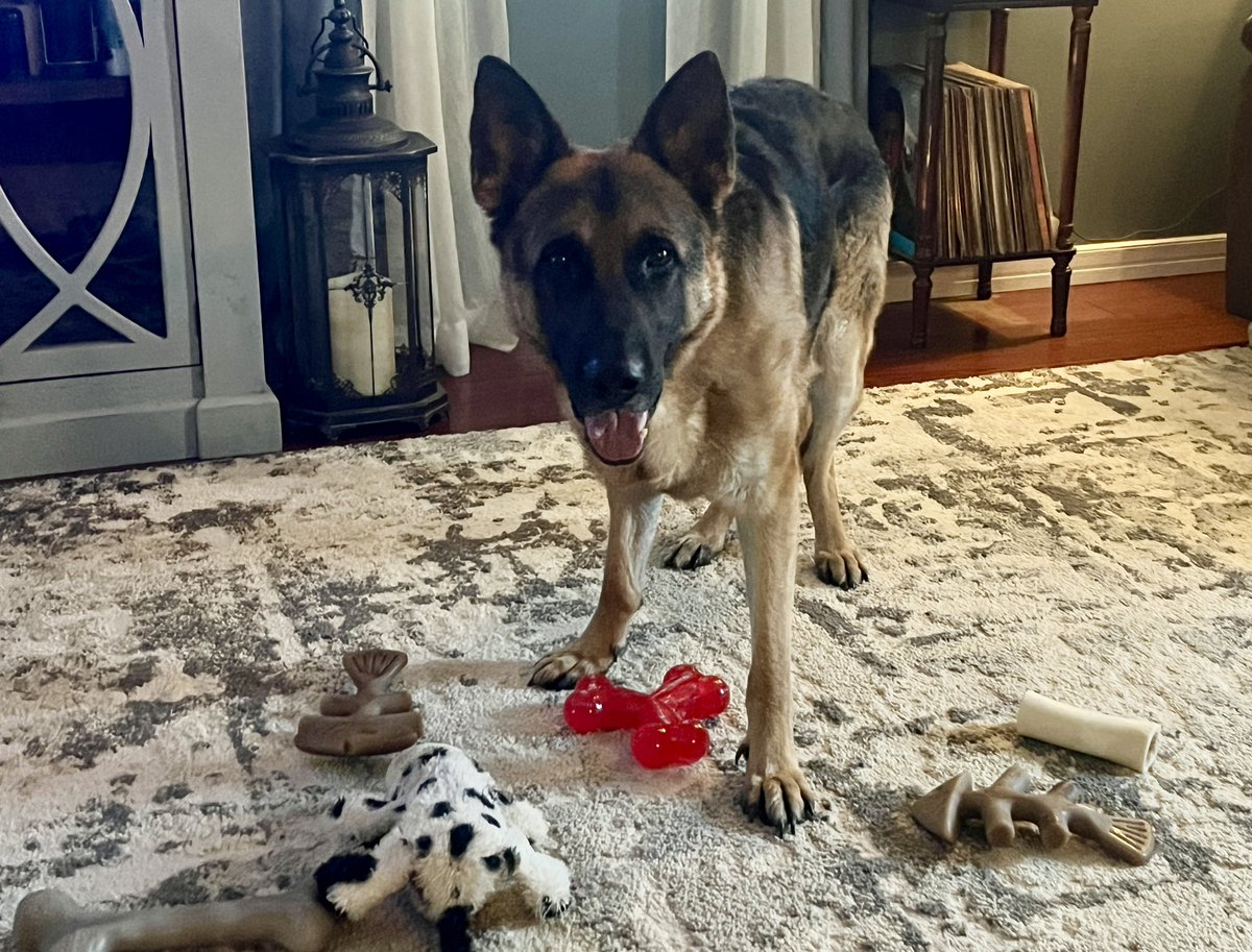 bignosekate77's tweet image. When you’re a crazy dog mom, there’s always a Birthday to celebrate😆 
Our Gus is turning 4 today🎉
