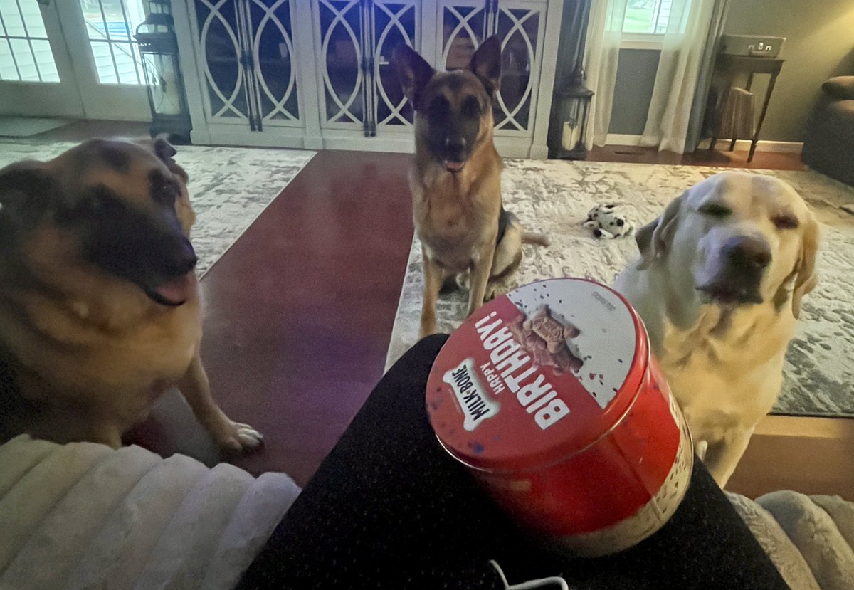 bignosekate77's tweet image. When you’re a crazy dog mom, there’s always a Birthday to celebrate😆 
Our Gus is turning 4 today🎉