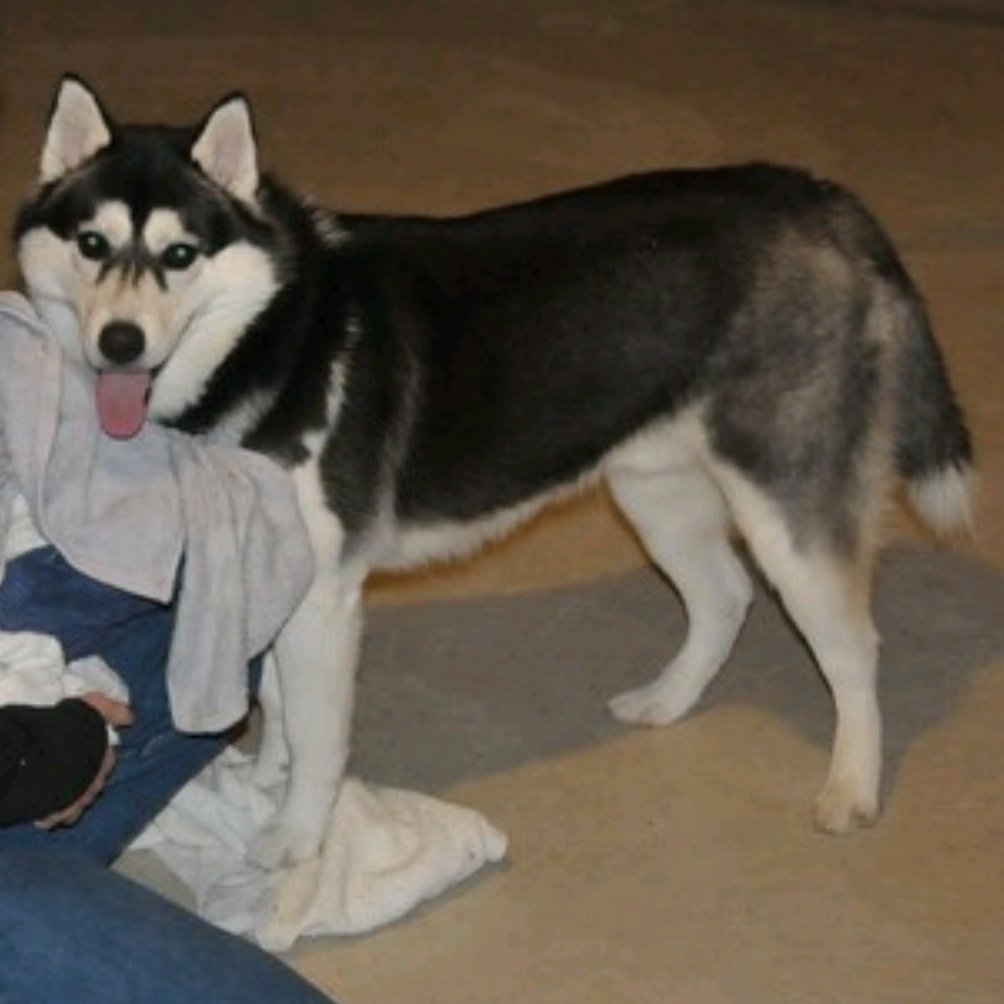 オーダーで制作させて頂いたシベリアンハスキーが完成しました✨喜んで頂けますように。

#ハンドメイド #羊毛フェルト
#handmade #woolfelting #needlefelting #ハスキー #シベリアンハスキー #SiberianHusky