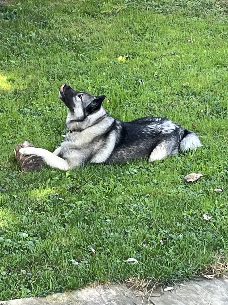 BernieW63's tweet image. Good Tuesday morning everyone. The weather looks to be great here in Central PA today. It’s 64 degrees, sit on your back porch and enjoy your coffee if you have a minute or two it’s a good way to start your day. Stay safe.