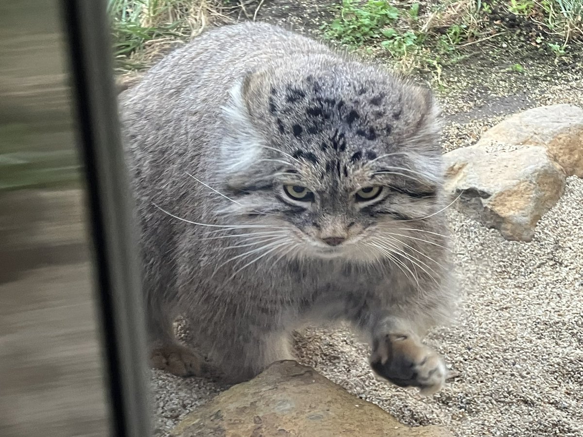 mitaka_doooon's tweet image. 本日のマヌルネコです🐱

突き進みマヌル🐾🐾

#マヌルネコ #レフ 
#那須どうぶつ王国